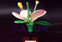 Botanical Models